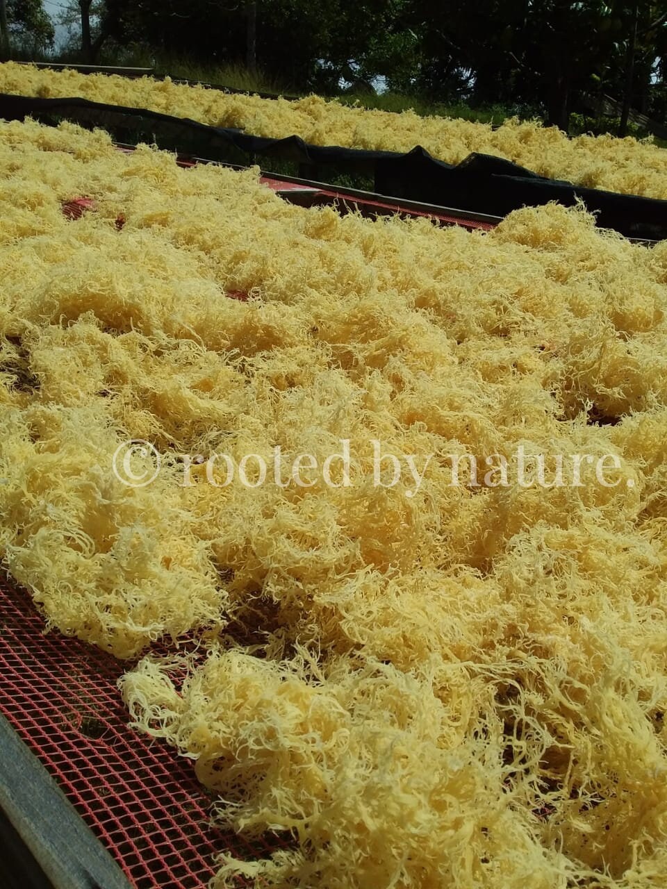 Raw dried gold sea moss