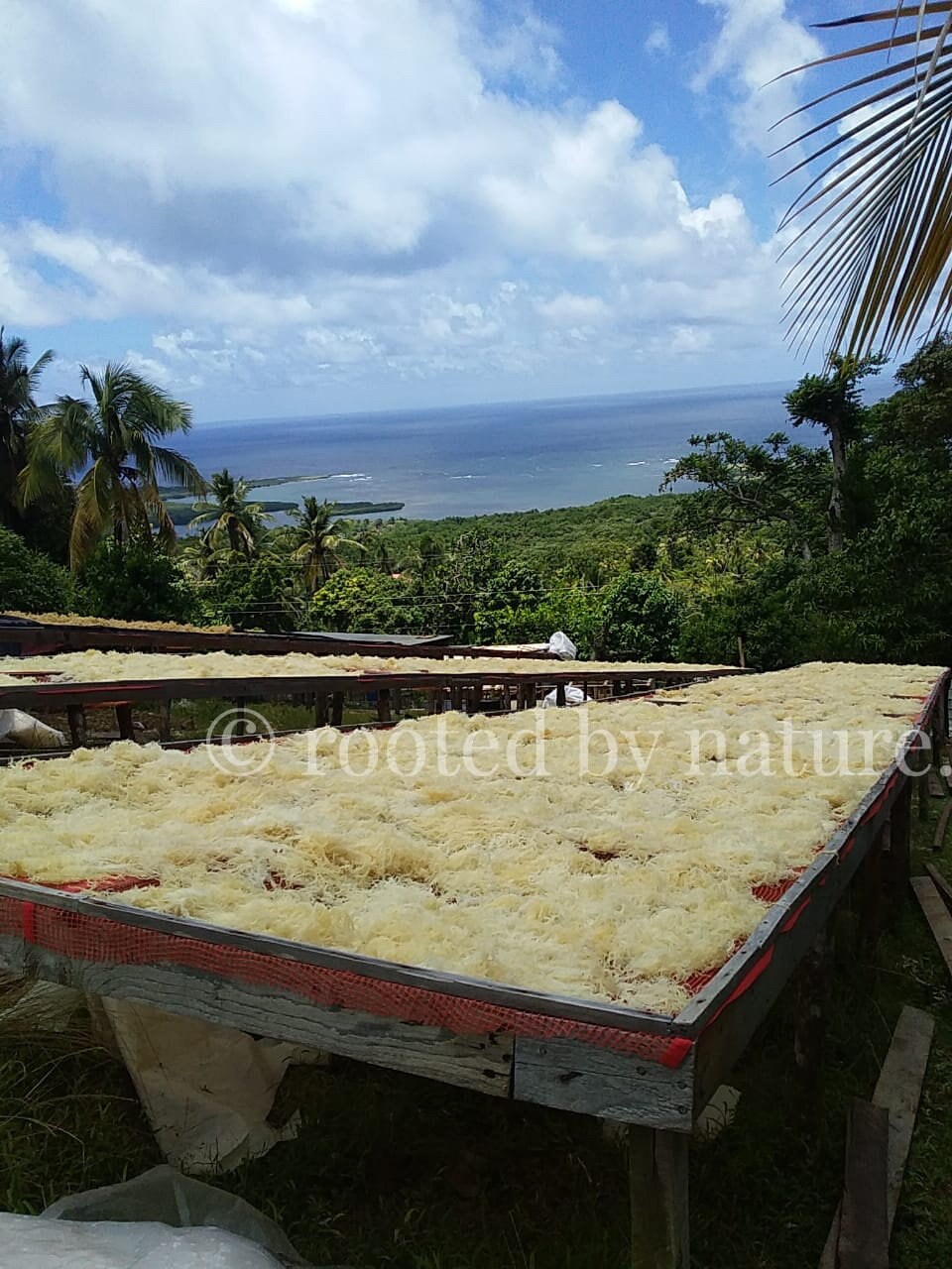 Raw dried gold sea moss